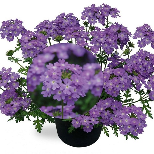 Verbena 'VEPITA Lavender' - Aed-raudürt 'VEPITA Lavender'